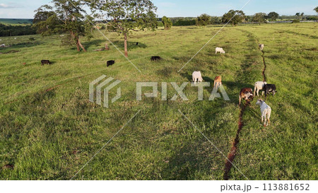 cattle cows grazing in a field in the late afternoon 113881652