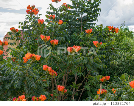 African Tulip Tree Flowers 113881764