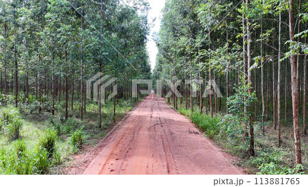 cultivation of eucalyptus trees cultivation of eucalyptus trees 113881765