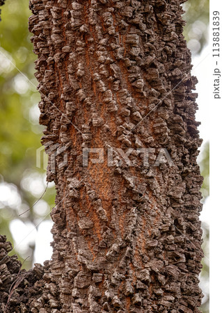 textured trunk of angiosperm tree textured trunk of angiosperm tree 113881839