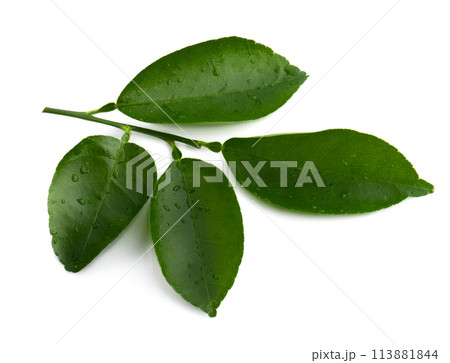 Citrus leaves isolated on a transaprent background. Citrus leaves isolated on a transaprent background. 113881844