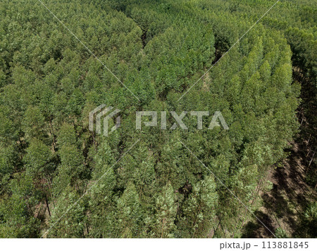 cultivation of eucalyptus trees cultivation of eucalyptus trees 113881845