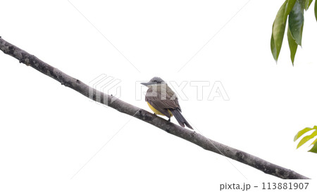 Tropical Kingbird Animal 113881907