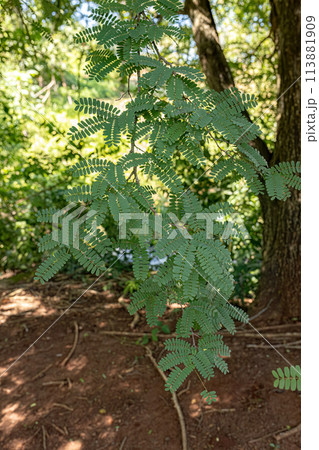 Tamarind Tree Leaves 113881909