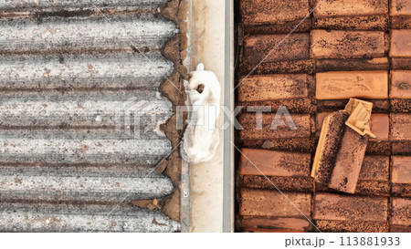 cat on house roof cat on house roof 113881933