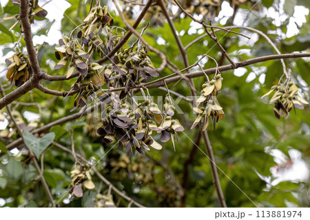 Machaeriums Plant Seeds 113881974