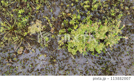 Small Swamp in Itaja 113882007