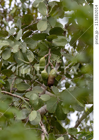 Stinkingtoe Tree with Fruits 113882014