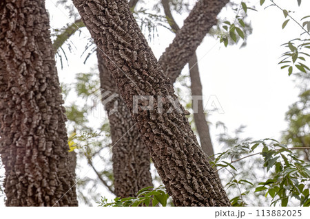 textured trunk of angiosperm tree 113882025