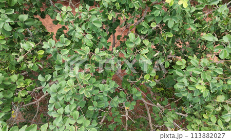 Pekea Nut Tree Leaves 113882027