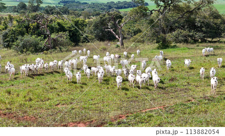 field pasture area with white cows grazing 113882054