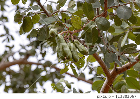Stinkingtoe Tree with Fruits 113882067