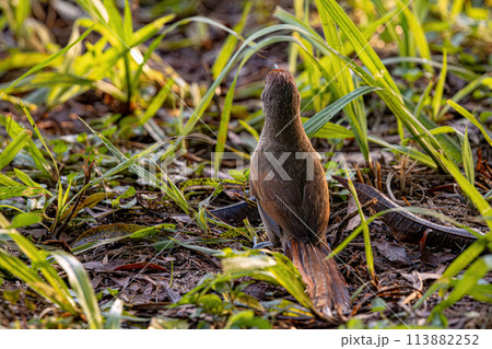 Greater Thornbird Animal 113882252