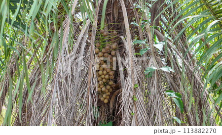 Macaw Palm Fruits Macaw Palm Fruits 113882270