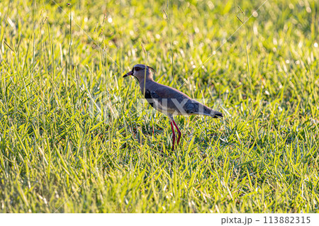 Adult Southern Lapwing Bird 113882315