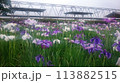 小岩菖蒲園と京成本線　江戸川橋梁 113882515
