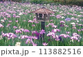 小岩菖蒲園の風景 113882516