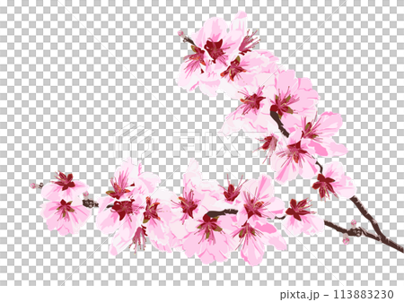 花桃 113883230