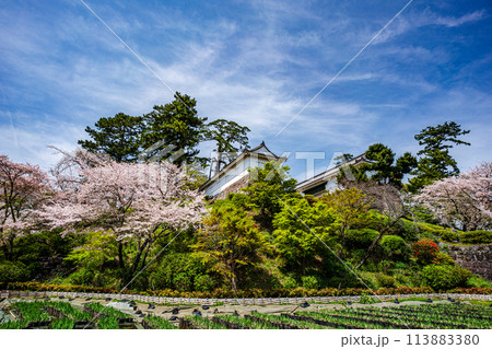 小田原の風景 桜が満開の小田原城の風景 小田原の風景 桜が満開の小田原城の風景 113883380