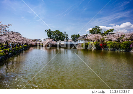 小田原の風景 桜が満開の小田原城の風景 小田原の風景 桜が満開の小田原城の風景 113883387