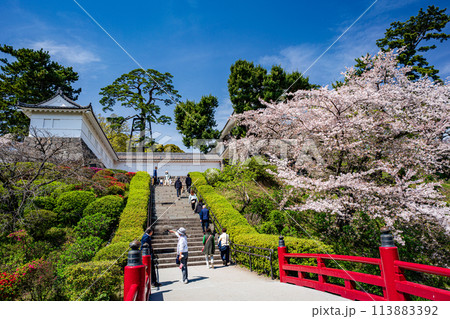 小田原の風景　桜が満開の小田原城の風景 113883392