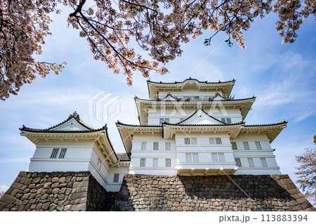 小田原の風景 桜が満開の小田原城の風景 小田原の風景 桜が満開の小田原城の風景 113883394