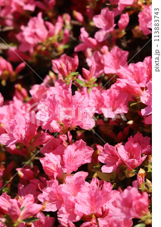ツツジ　ピンク 113883743