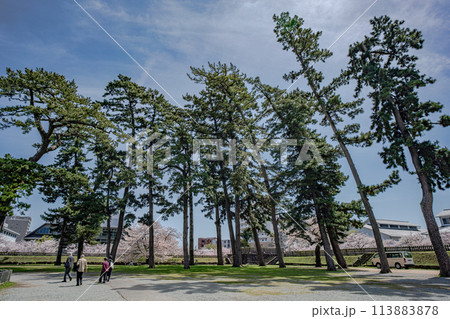 小田原の風景　背の高い松の木 113883878