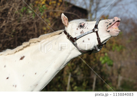 Appaloosa stallion flehming 113884083