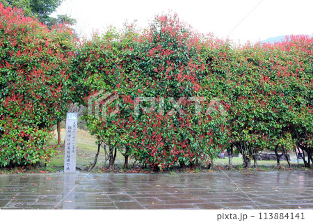 March 23, 2024: Tsushima Island Travel Monument to commemorate the marriage of Tokue-o, Princess Deokhye's Marriage Celebration Monument Kaneishi Castle Ruins Garden Tsushima Island, Nagasaki Prefectu 113884141