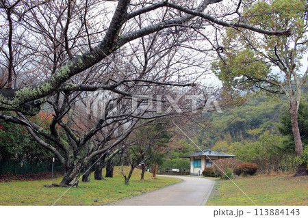 March 23, 2024: Tsushima Island Travel Monument to commemorate the marriage of Tokue-o, Princess Deokhye's Marriage Celebration Monument Kaneishi Castle Ruins Garden Tsushima Island, Nagasaki Prefectu March 23, 2024: Tsushima Island Travel Monument to commemorate the marriage of Tokue-o, Princess Deokhye's Marriage Celebration Monument Kaneishi Castle Ruins Garden Tsushima Island, Nagasaki Prefectu 113884143