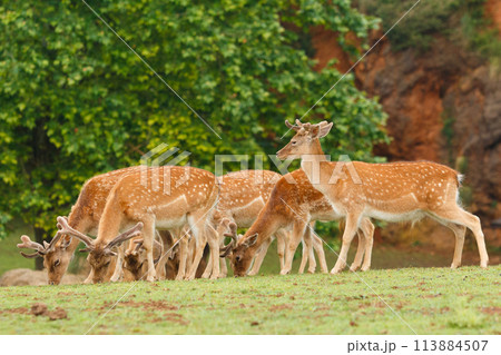 fallows deer sgrazing. fallows deer sgrazing. 113884507