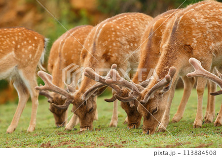 fallows deer sgrazing. Close plane fallows deer sgrazing. Close plane 113884508
