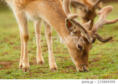 fallow deer 113884509