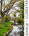横浜の風景　三渓園の春 113884748