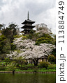 横浜の風景　三渓園の春 113884749