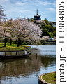 横浜の風景　三渓園の春 113884805