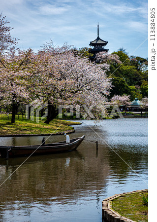 横浜の風景　三渓園の春 113884805
