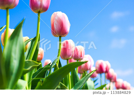 青空に向かって咲くチューリップ 113884829