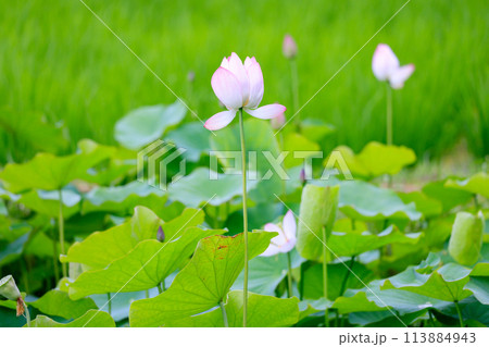 蓮の花のある風景 113884943