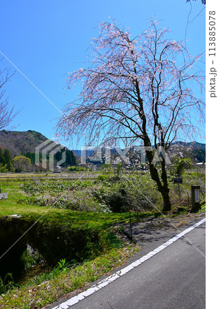 がやま橋　桜　滝ヶ原アーチ石橋群　小松市 113885078