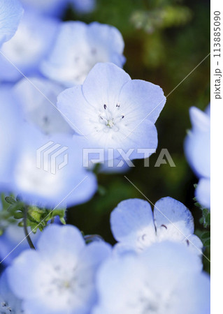 Nemophila Flowers in Full Bloom in Japan 113885090