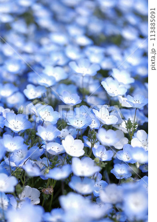 Nemophila Flowers in Full Bloom in Japan Nemophila Flowers in Full Bloom in Japan 113885091