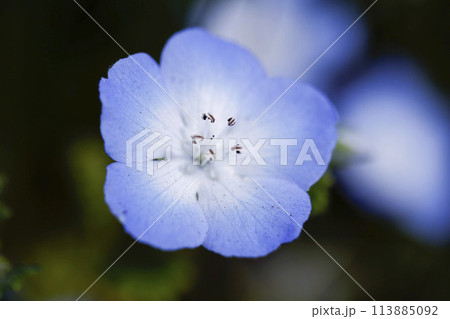Nemophila Flowers in Full Bloom in Japan Nemophila Flowers in Full Bloom in Japan 113885092