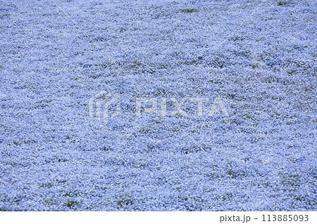 Nemophila Flowers in Full Bloom in Japan 113885093