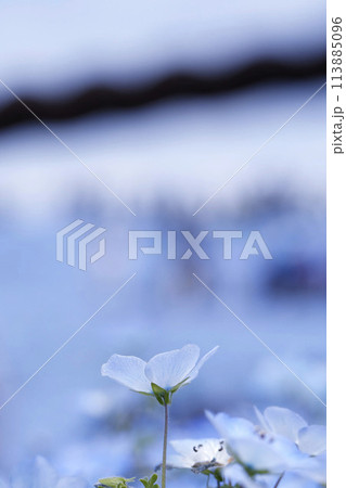 Nemophila Flowers in Full Bloom in Japan 113885096