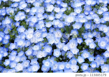 Nemophila Flowers in Full Bloom in Japan Nemophila Flowers in Full Bloom in Japan 113885179