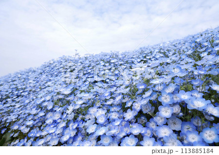 Nemophila Flowers in Full Bloom in Japan Nemophila Flowers in Full Bloom in Japan 113885184