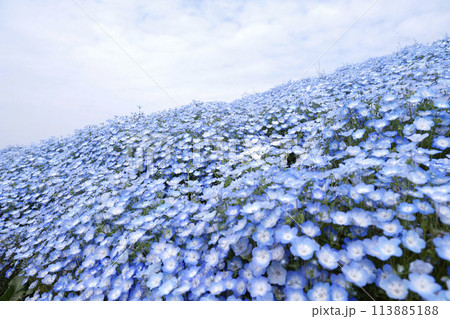 Nemophila Flowers in Full Bloom in Japan Nemophila Flowers in Full Bloom in Japan 113885188