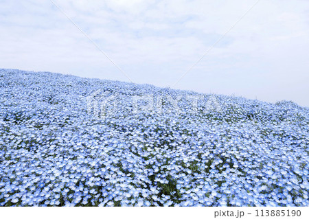 Nemophila Flowers in Full Bloom in Japan 113885190